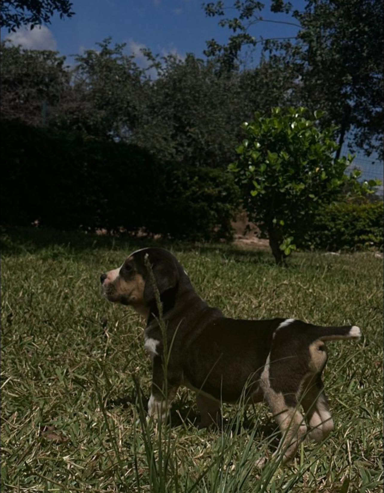 Puppy from Bladva Kennels